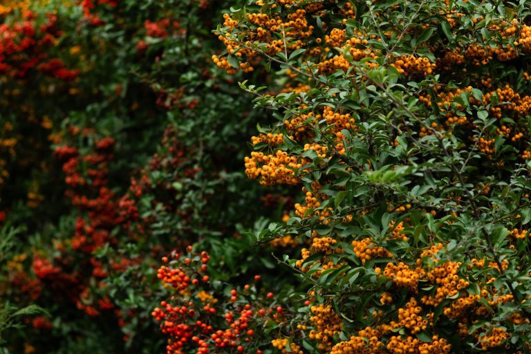 California Off Road Trailer Trails: Routes & Tips Guide