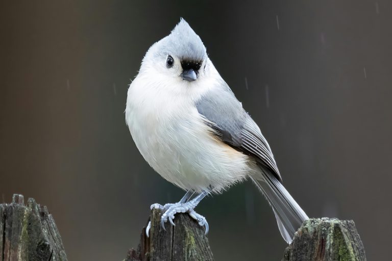 Ultimate Guide to Compact Toy Haulers & Floorplans