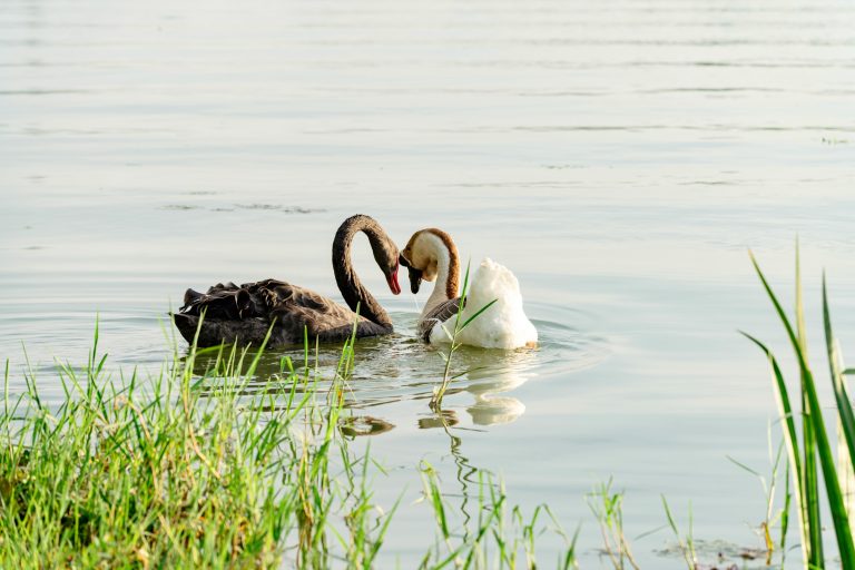 4×4 RV Guide: Off Road Travel, Uses & How to Choose