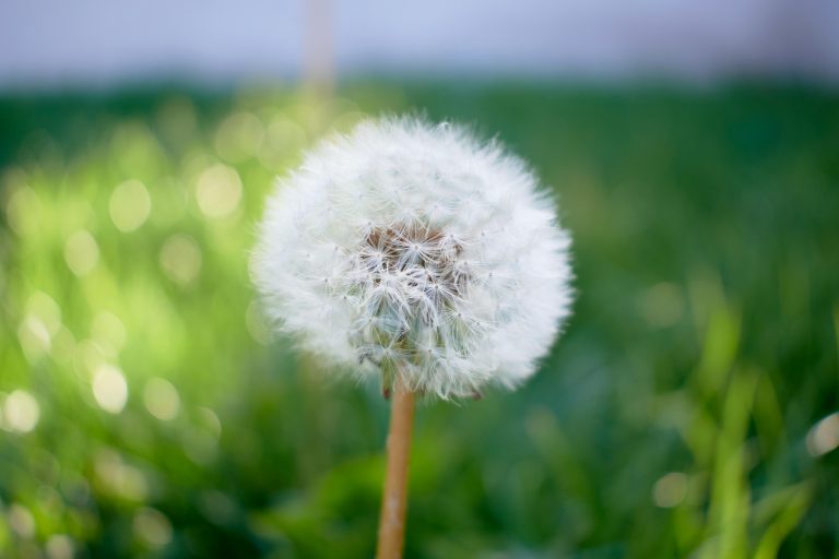 Adventure Camper Trailer Guide for Off-Grid Travel