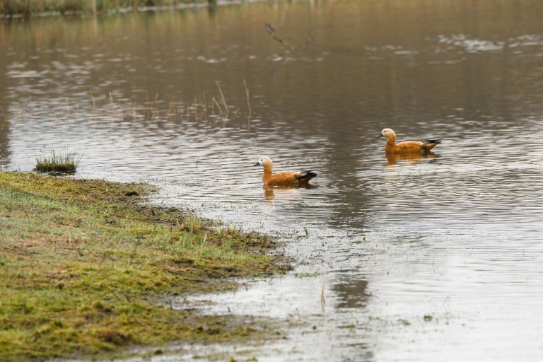 Small Travel Trailers: Guide to Living, Towing & Off-Grid