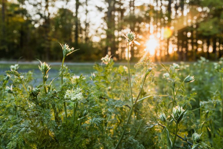 Best Tent Trailers: Top Choices for Family & Adventure Camping