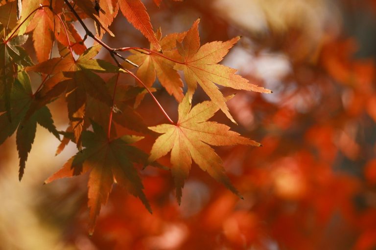 Expedition Vehicles Guide: Types, Uses & How to Choose