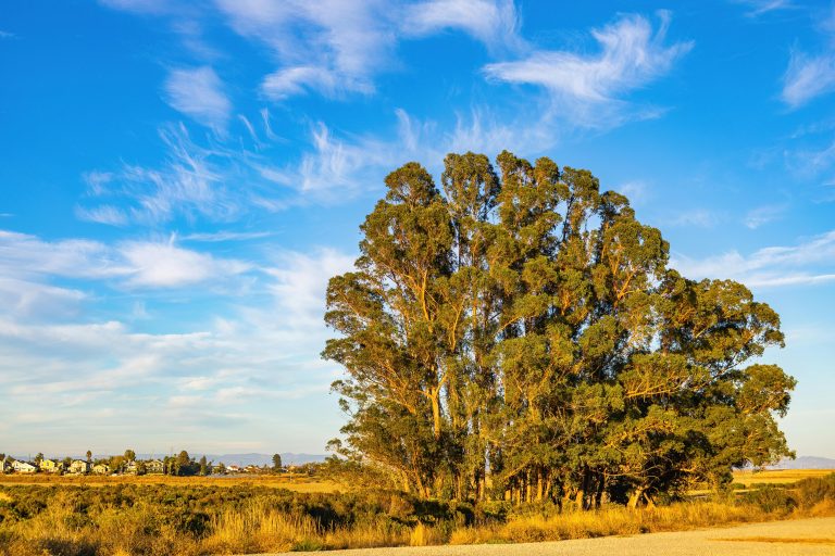 Dispersed Camping Colorado: Legal Sites, Rules & Safety Guide