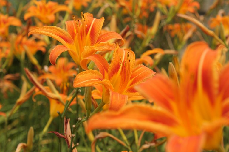 Travel Trailers With Generators: Complete Setup Guide