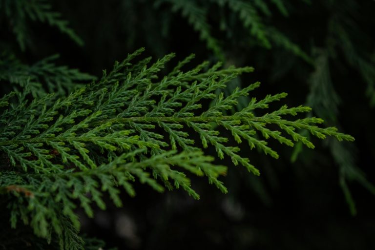 Camping in High Winds: Safety Tips, Setup & Checklist