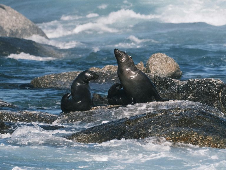 Remote RV Monitoring Apps 2026: Complete Guide