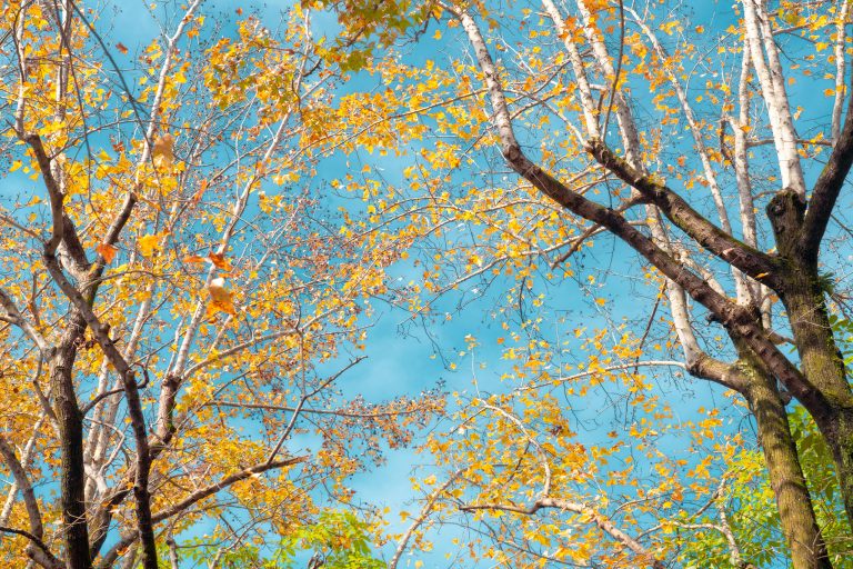 Reduce Wind Noise in Travel Trailer: Easy Steps