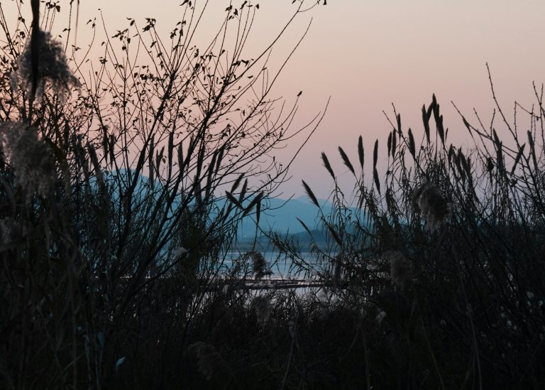 Digital Homesteading Off Grid: Complete Guide 2026