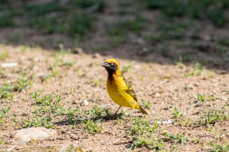 Off Road Trailer with Bunk Beds: Family Adventure Guide