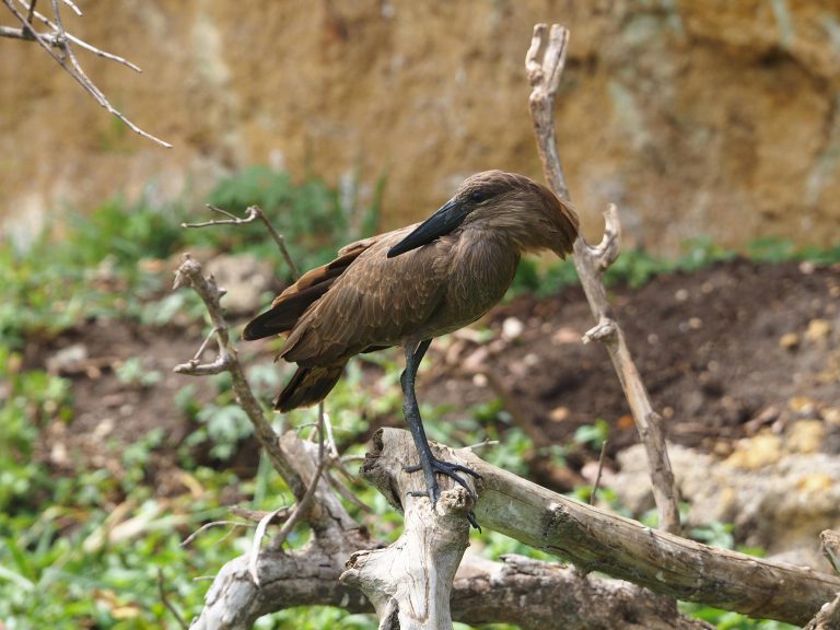 Camping With Dogs Tips: Safety, Gear & Comfort Guide