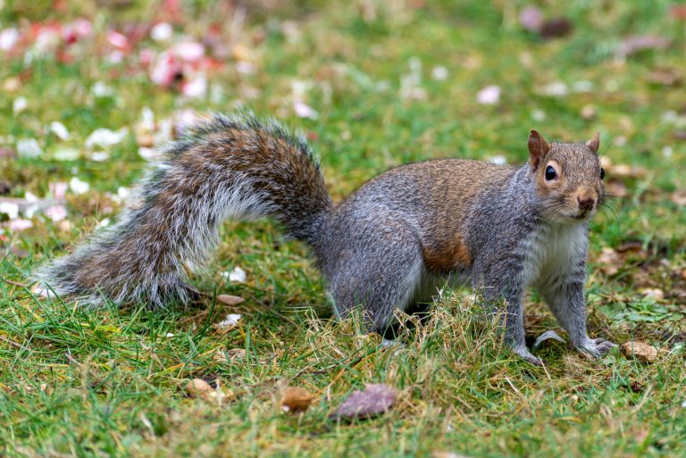 National Park and Wilderness Travel Guide USA