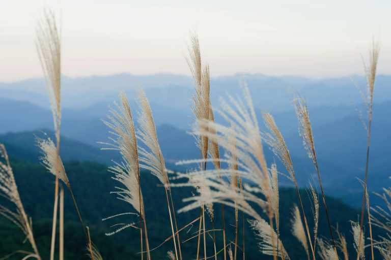 4 Season Off Grid Travel Trailer: Infanta Guide