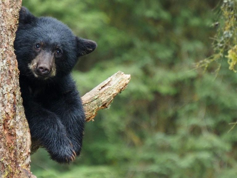 First Time RV Camping Tips for Beginners Guide